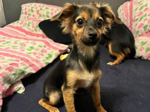 Geben Sie Puntino Sicherheit?