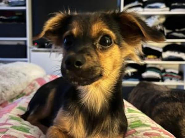 Geben Sie Puntino Sicherheit?