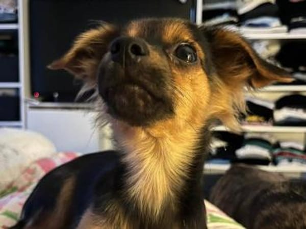 Geben Sie Puntino Sicherheit?