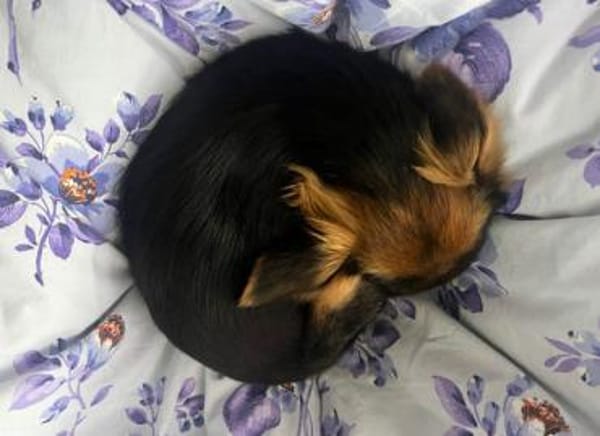 Geben Sie Puntino Sicherheit?