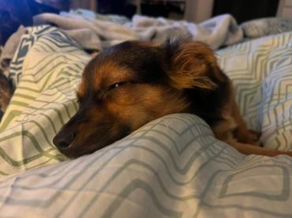 Geben Sie Puntino Sicherheit?