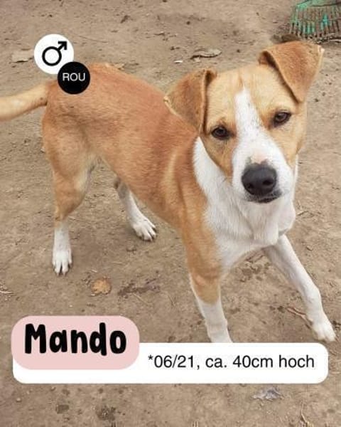 MANDO- kleiner Hund, großes Herz
