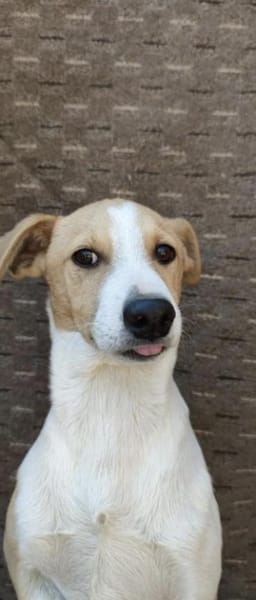 MANDO- kleiner Hund, großes Herz