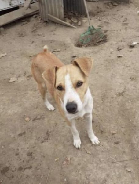 MANDO- kleiner Hund, großes Herz