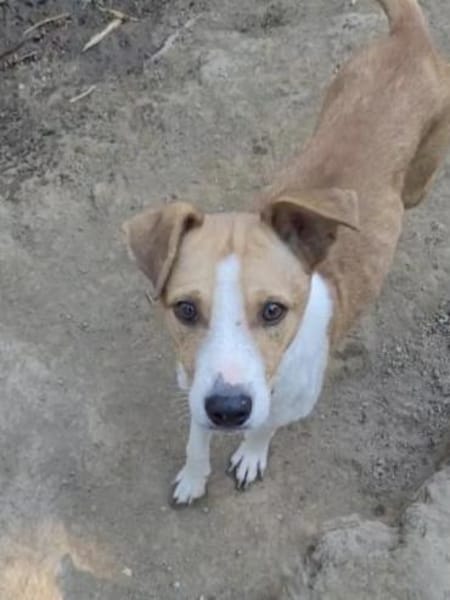 MANDO- kleiner Hund, großes Herz