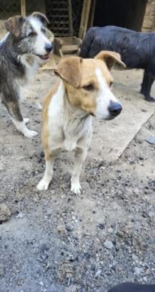 MANDO- kleiner Hund, großes Herz