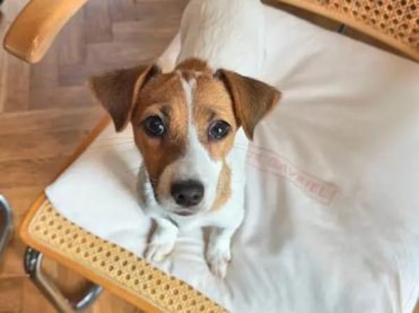 PRIMA - auf Pflegestelle in Berlin