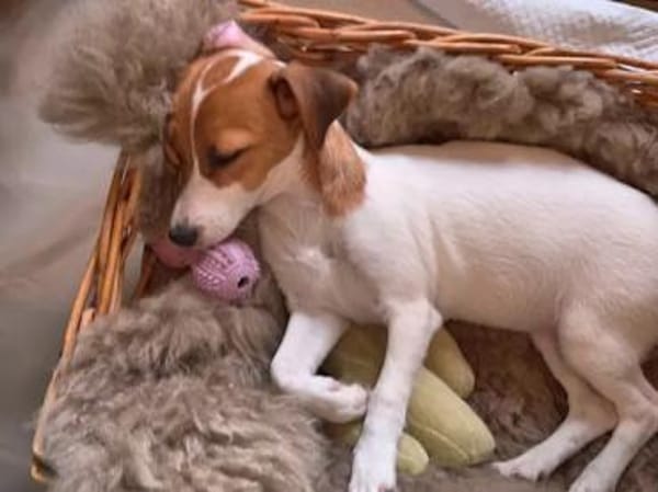 PRIMA - auf Pflegestelle in Berlin