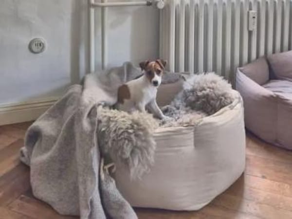 PRIMA - auf Pflegestelle in Berlin