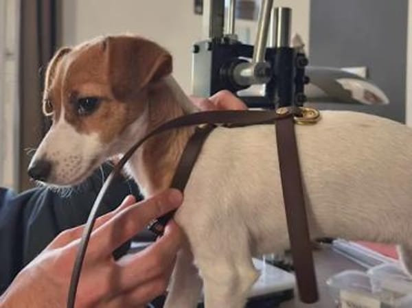 PRIMA - auf Pflegestelle in Berlin