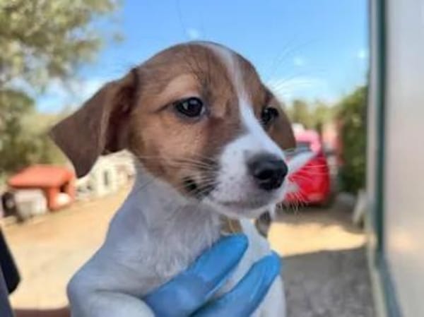 PRIMA - auf Pflegestelle in Berlin