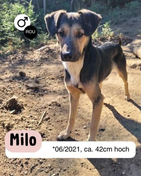 MILO wird einfach immer übersehen!