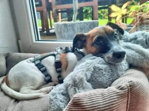 PADU - 7 aus dem Fischernetz