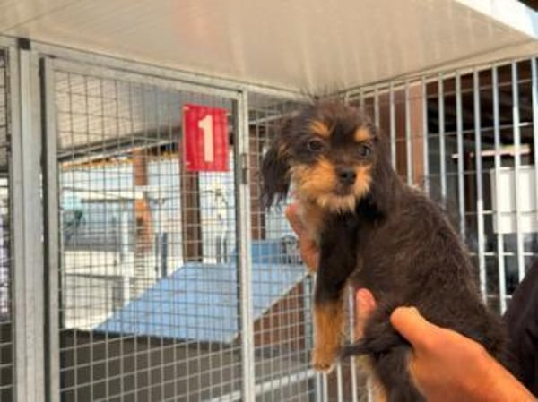 Kleinbleibende Kimberley sucht Zuhause
