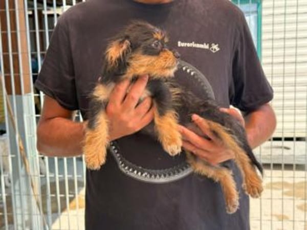 Kleinbleibende Kimberley sucht Zuhause