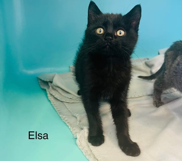 Elsa