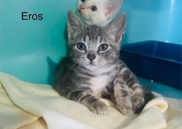 Eros