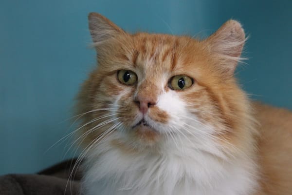 OLIVER