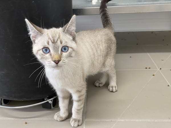 FANCY (en cours d'adoption)