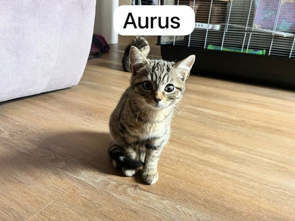 Orus aurus