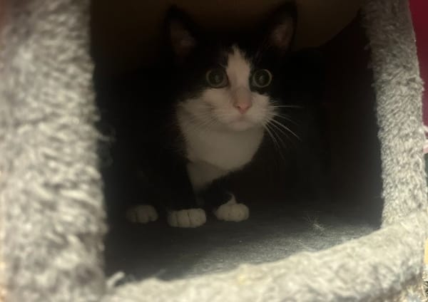 Fifi (réservée)