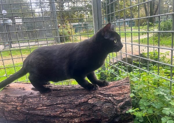 KIKI (réservée)