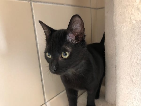 BAGHEERA