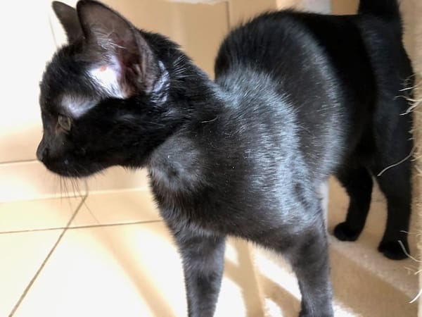 BAGHEERA