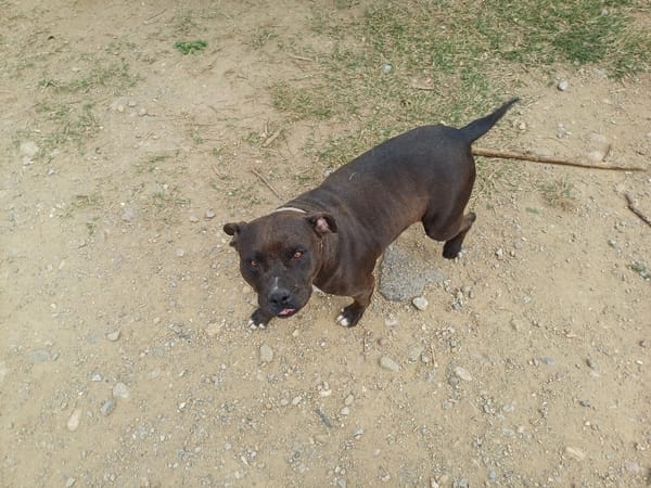 Boulette (en cours d'adoption)