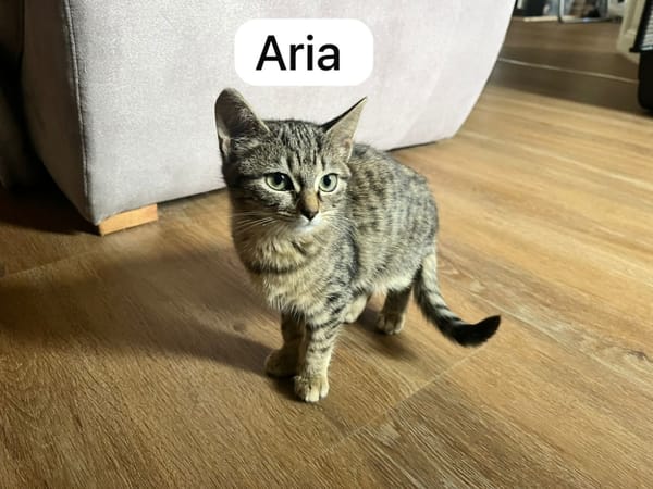 Aria