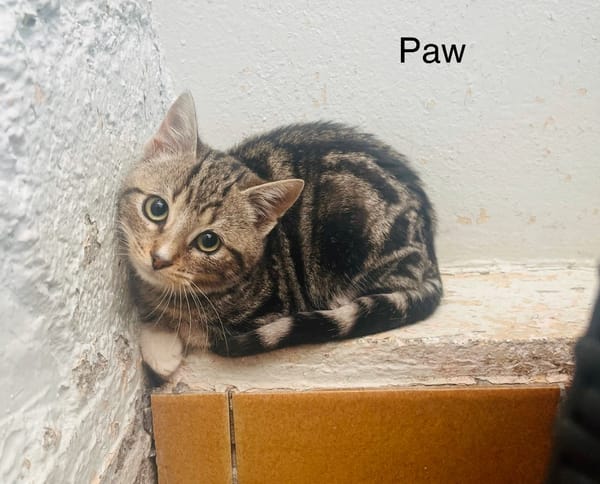 Paw
