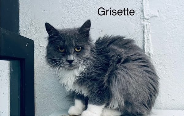 Grisette