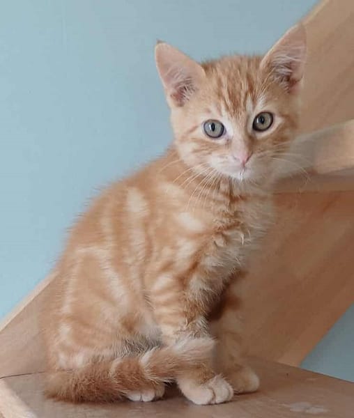 ABRICOT  A RESERVER
