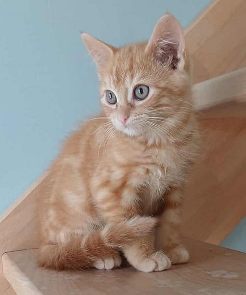 ABRICOT  A RESERVER