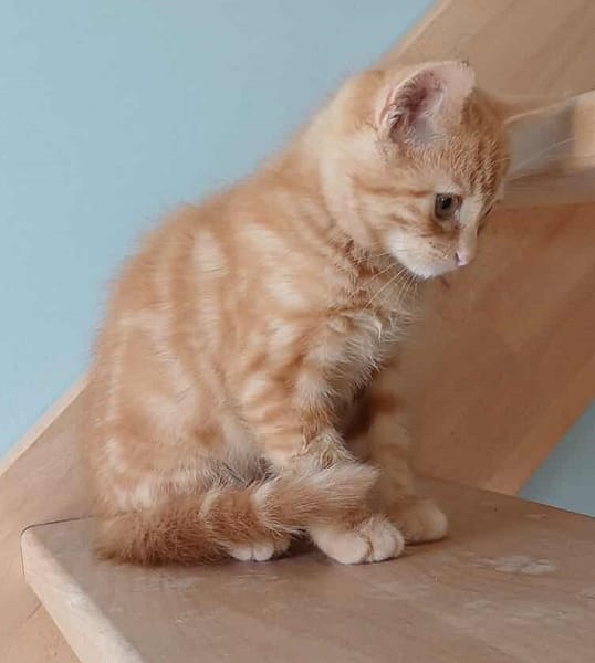 ABRICOT  A RESERVER