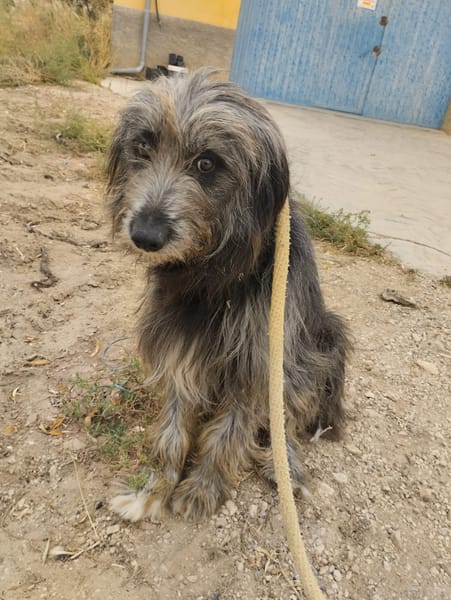 DARIO (Patas jumila)