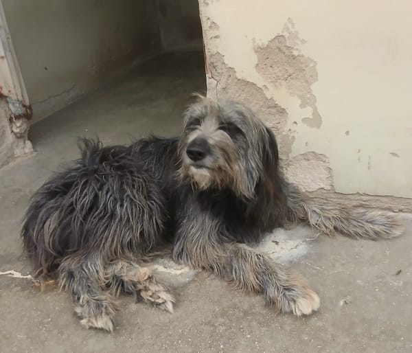 DARIO (Patas jumila)