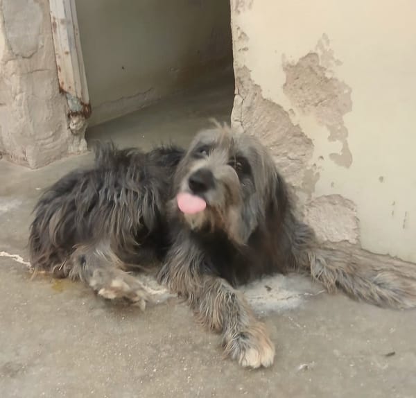 DARIO (Patas jumila)