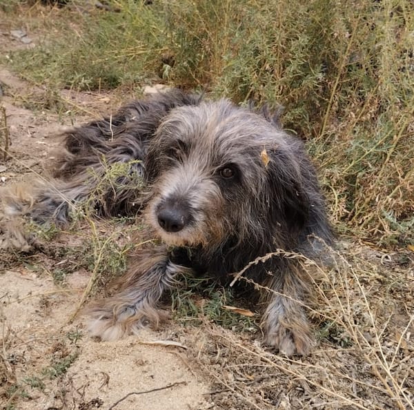 DARIO (Patas jumila)
