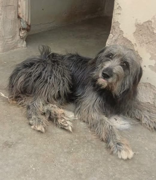 DARIO (Patas jumila)