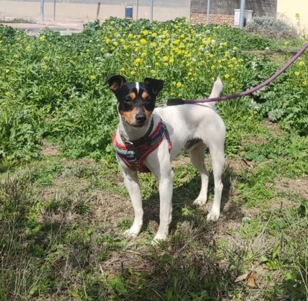 CHICO