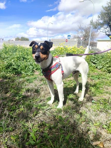 CHICO