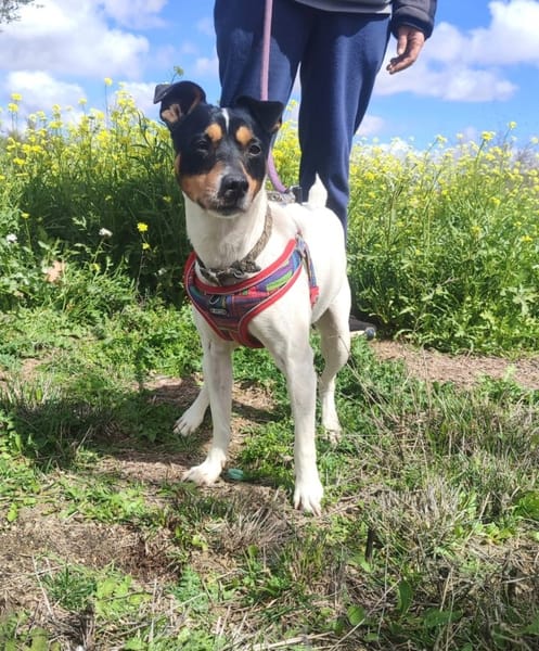 CHICO