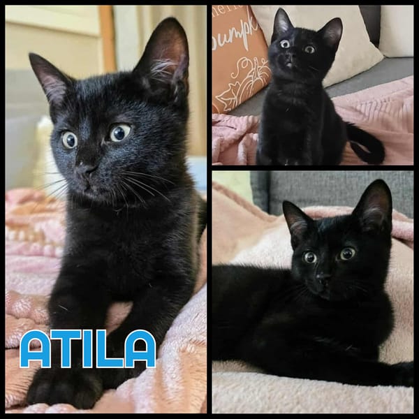 ATILA   A RESERVER