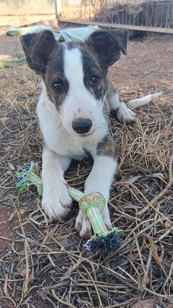 HUGO