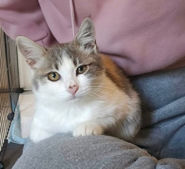 LYRA