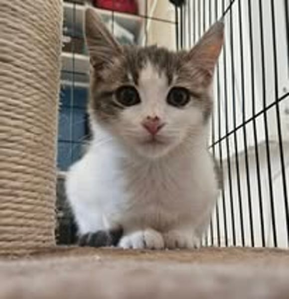 LYRA