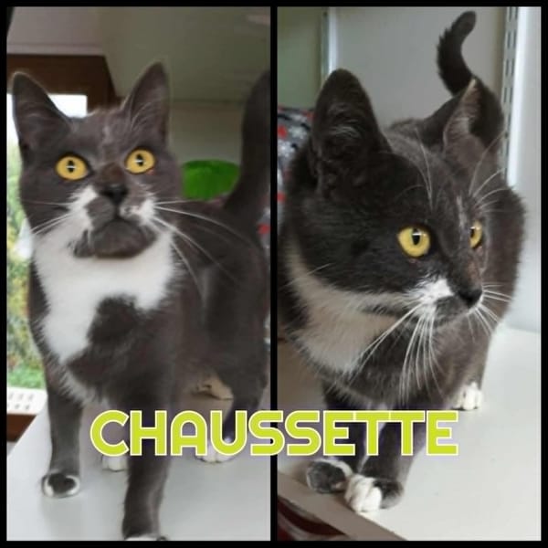 CHAUSSETTE