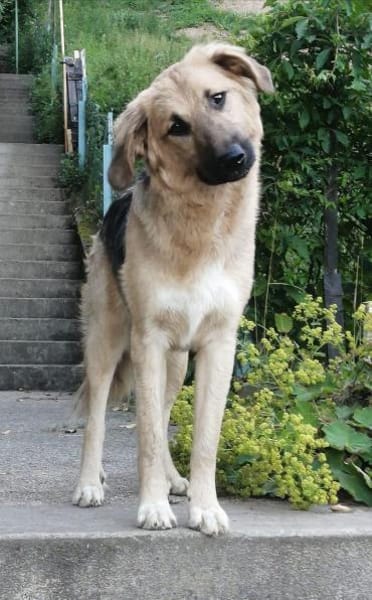 Buffy sucht ihre Familie