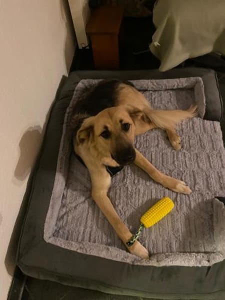Buffy sucht ihre Familie